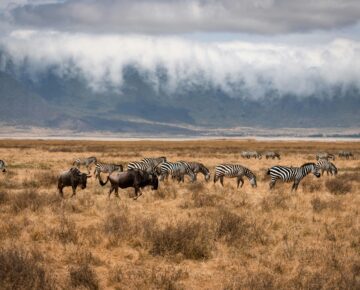 8 Days Uganda and Tanzania Safari