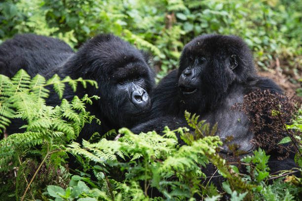 1 Day Rwanda Gorilla Tour from Kigali