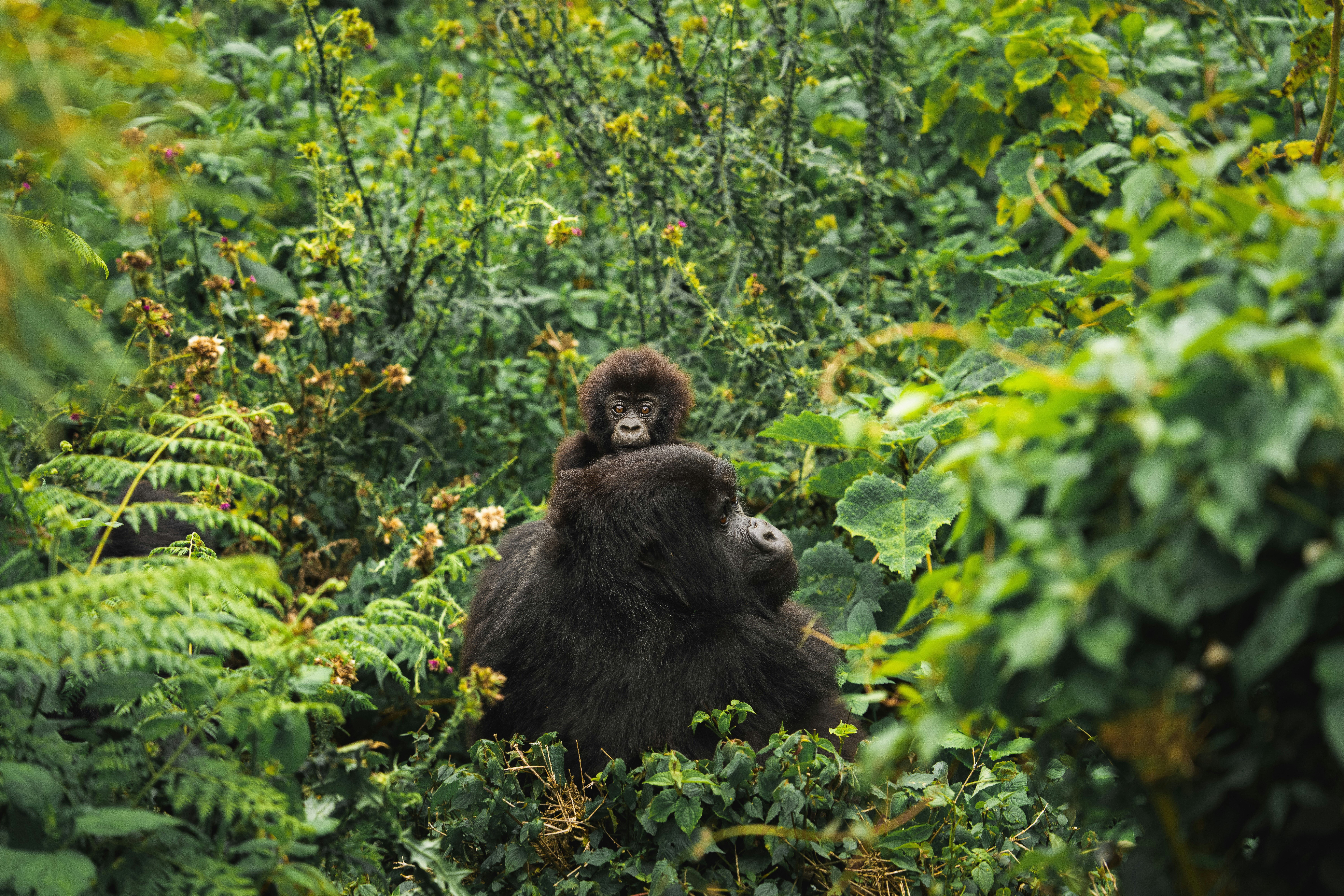 10 Days Serengeti, Maasai Mara and Bwindi Gorilla Trek Safari