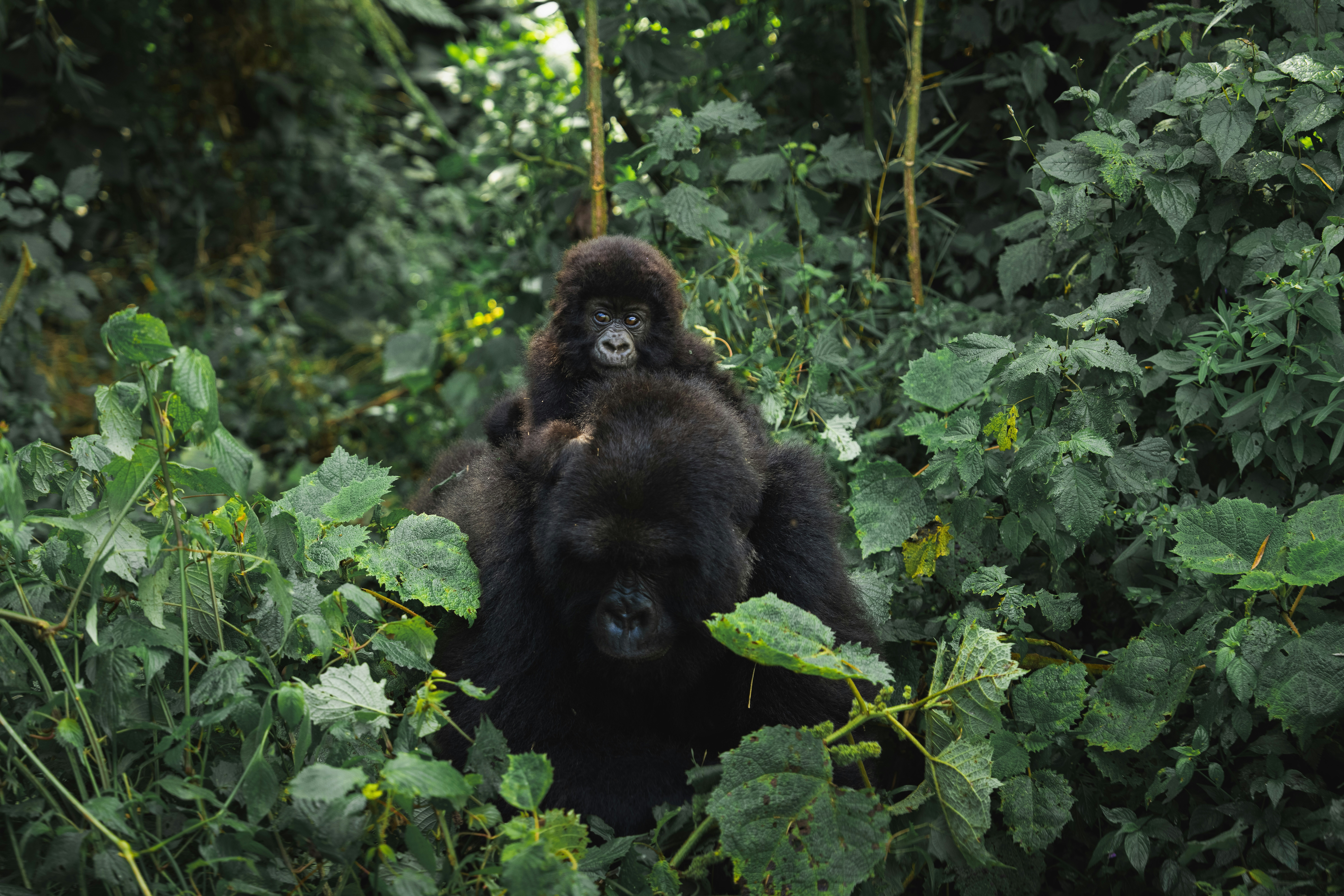 8 Days Uganda and Tanzania Safari