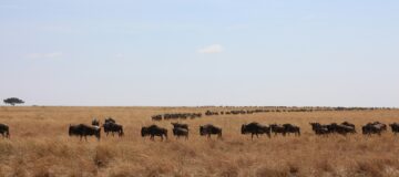 10 Days Serengeti, Maasai Mara and Bwindi Gorilla Trek Safari