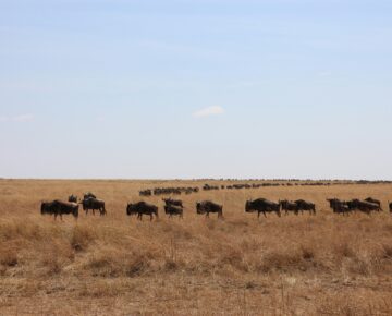 10 Days Serengeti, Maasai Mara and Bwindi Gorilla Trek Safari
