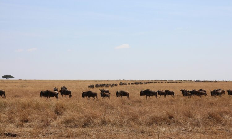 10 Days Serengeti, Maasai Mara and Bwindi Gorilla Trek Safari