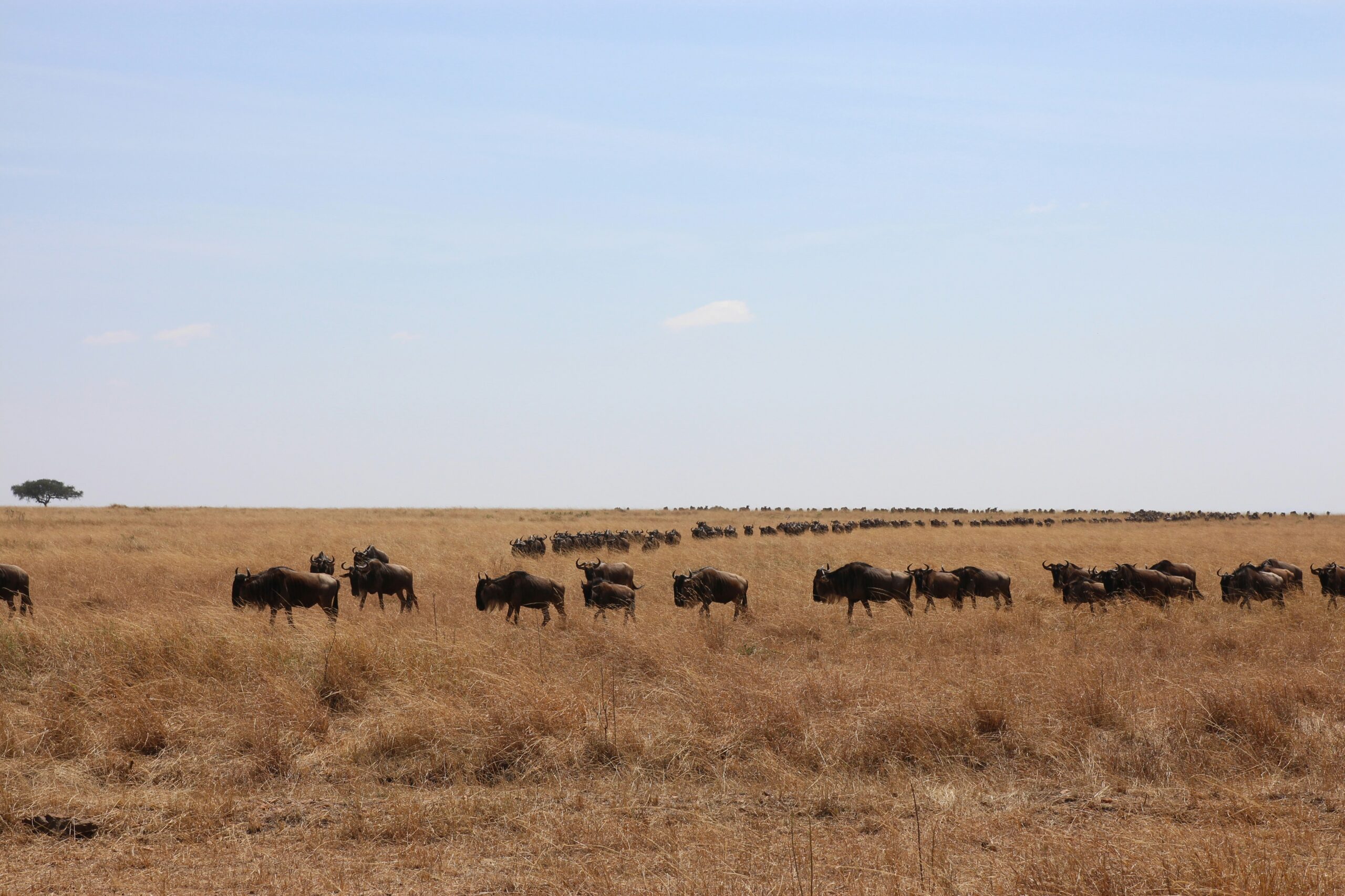 10 Days Serengeti, Maasai Mara and Bwindi Gorilla Trek Safari