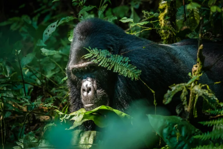 How Difficult is Gorilla Trekking in Rwanda?