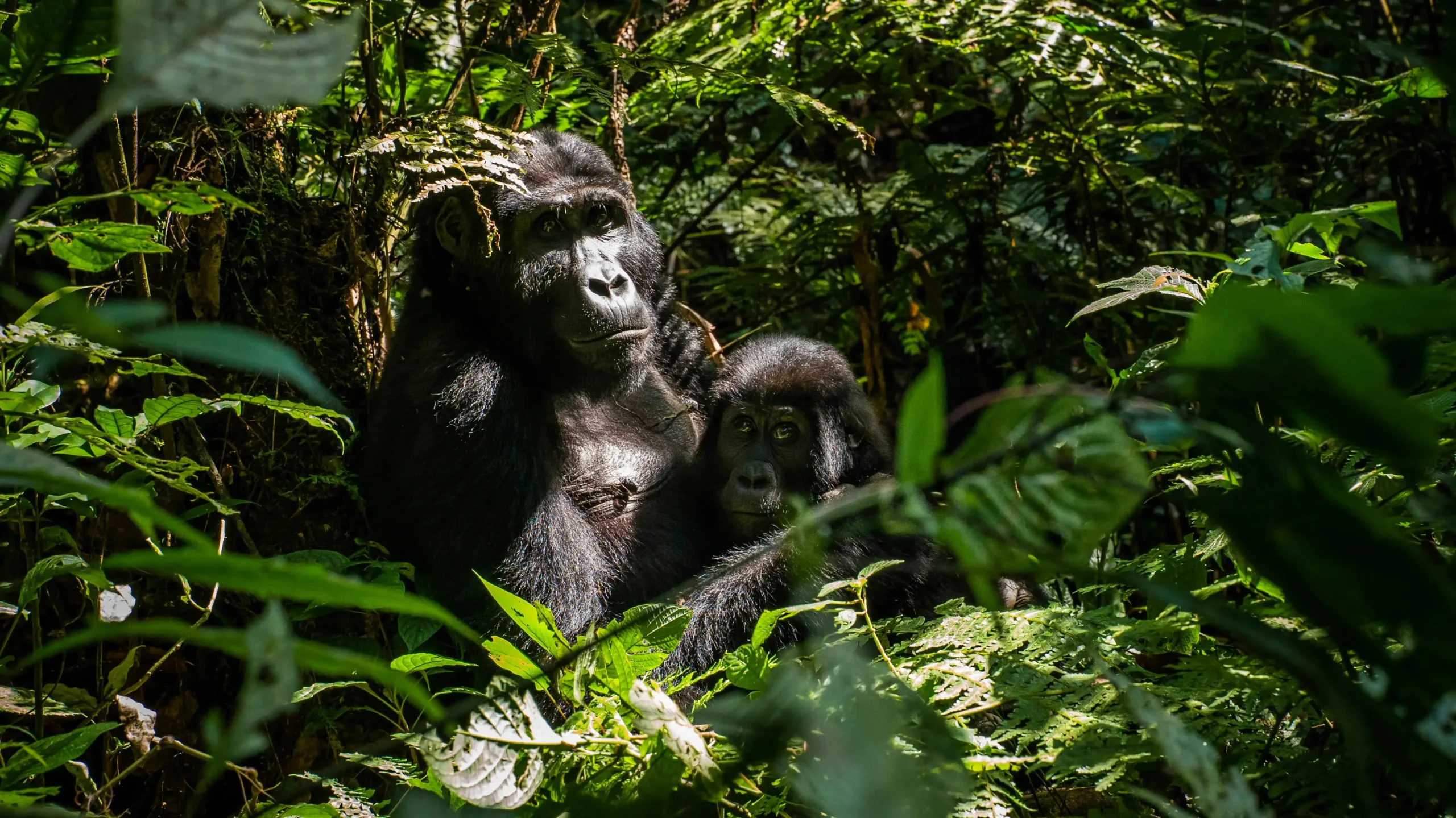 How Difficult is Gorilla Trekking in Rwanda?