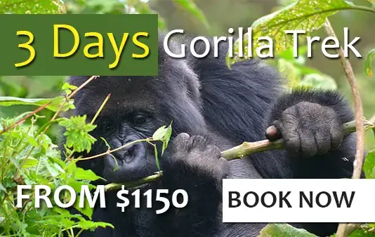 3 days gorilla gorilla safari