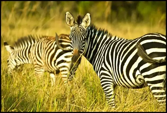 Akagera National Park Wildlife