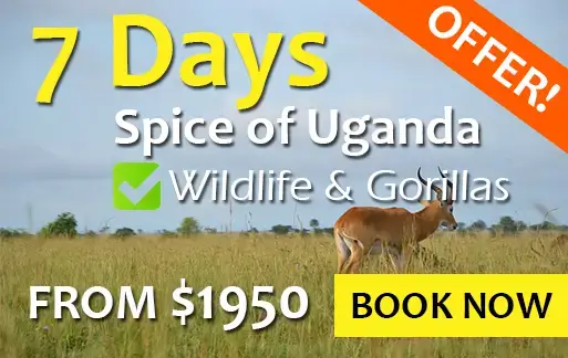 7 days uganda wildlife safari from kigali