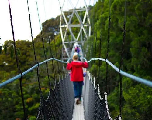 Canopy Walk in Nyungwe National Park