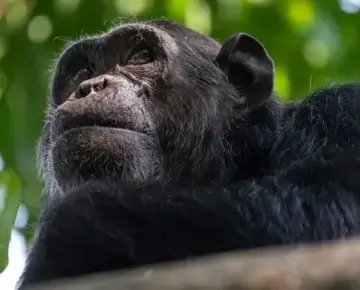 4 Days Nyungwe Primates Tour