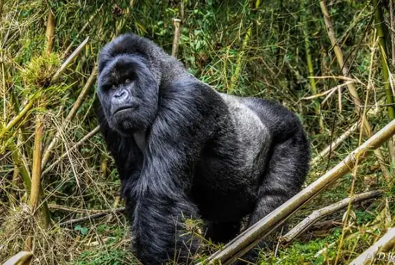 Gorilla Trekking in Volcanoes National Park