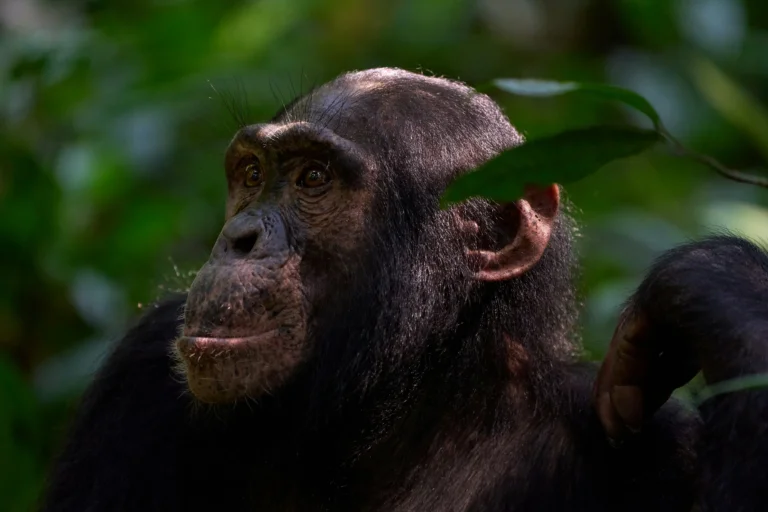 Chimpanzee Trekking in Rwanda