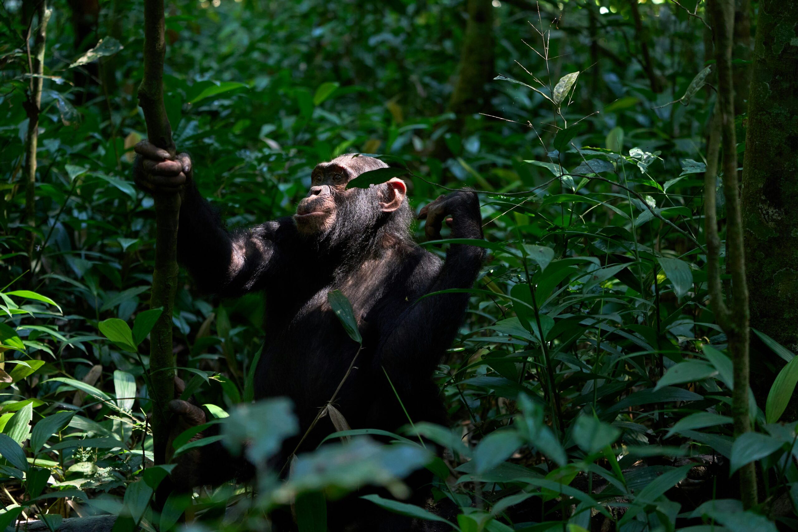11 Days Uganda Birding Safari