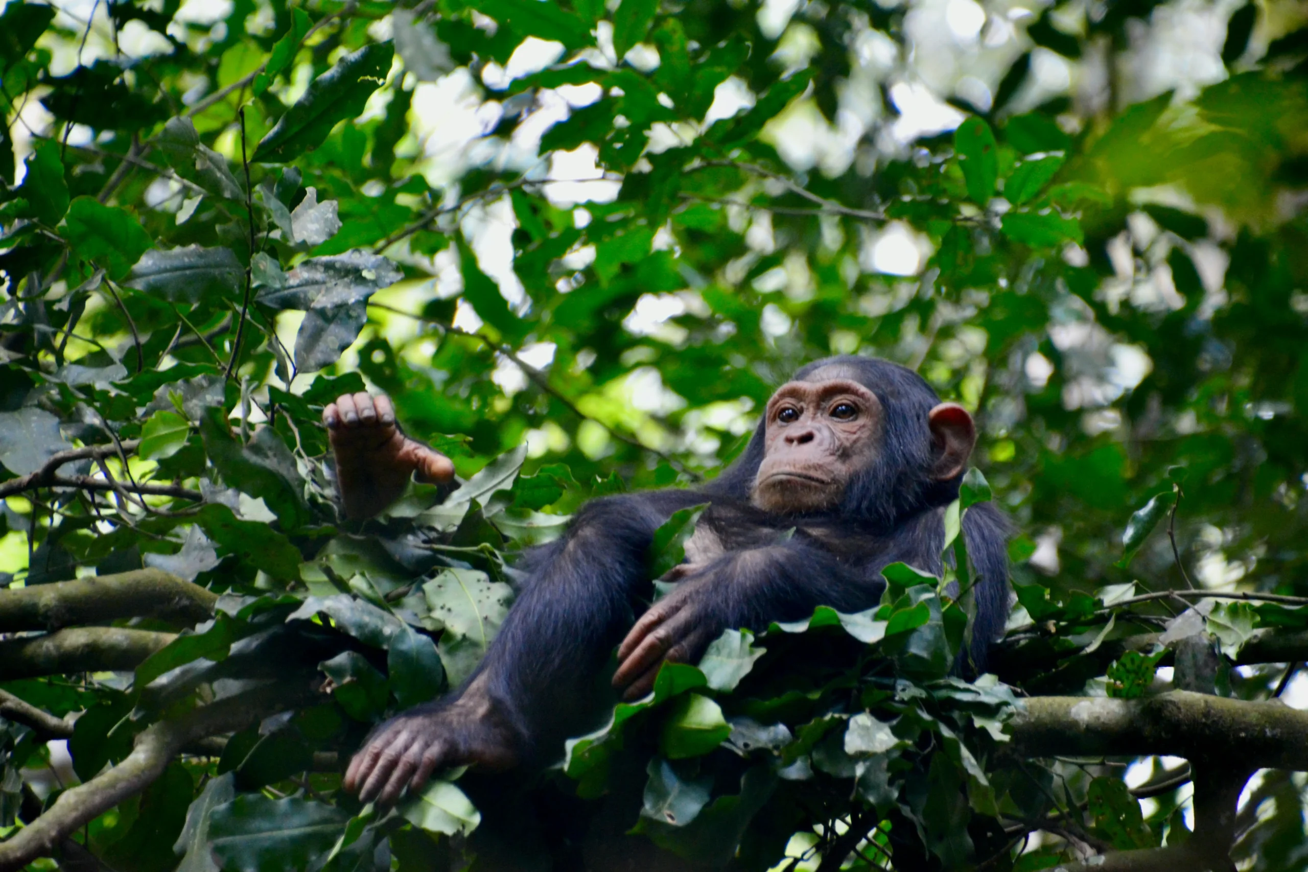 Chimpanzee Trekking in Rwanda