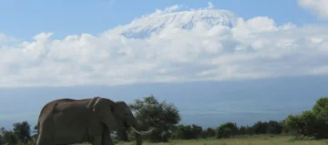 6 Days Amboseli and Maasai Mara Safari