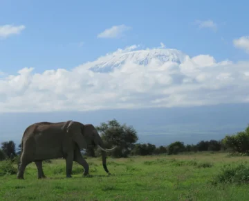 6 Days Amboseli and Maasai Mara Safari