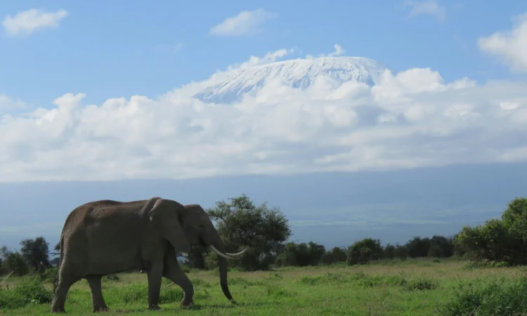 6 Days Amboseli and Maasai Mara Safari