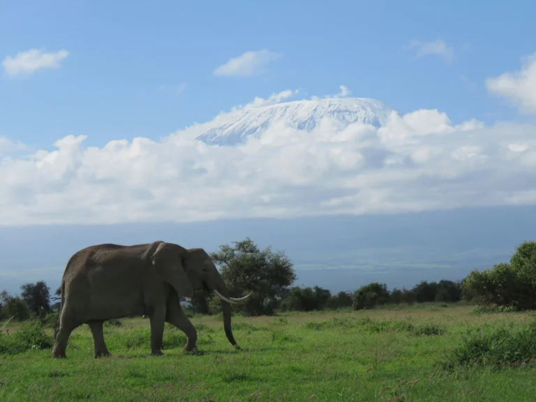 6 Days Amboseli and Maasai Mara Safari
