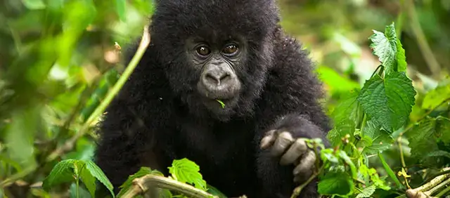Rwanda gorilla safari packages