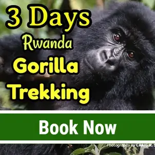 3 Days Rwanda Gorilla Safari