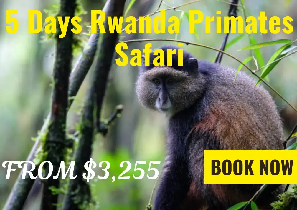5 days rwanda primates safari
