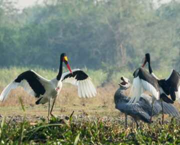 11 Days Uganda Birding Safari