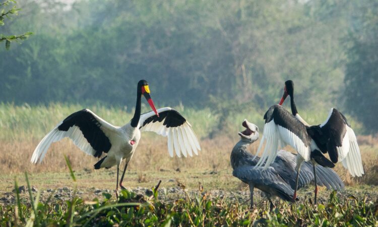 11 Days Uganda Birding Safari