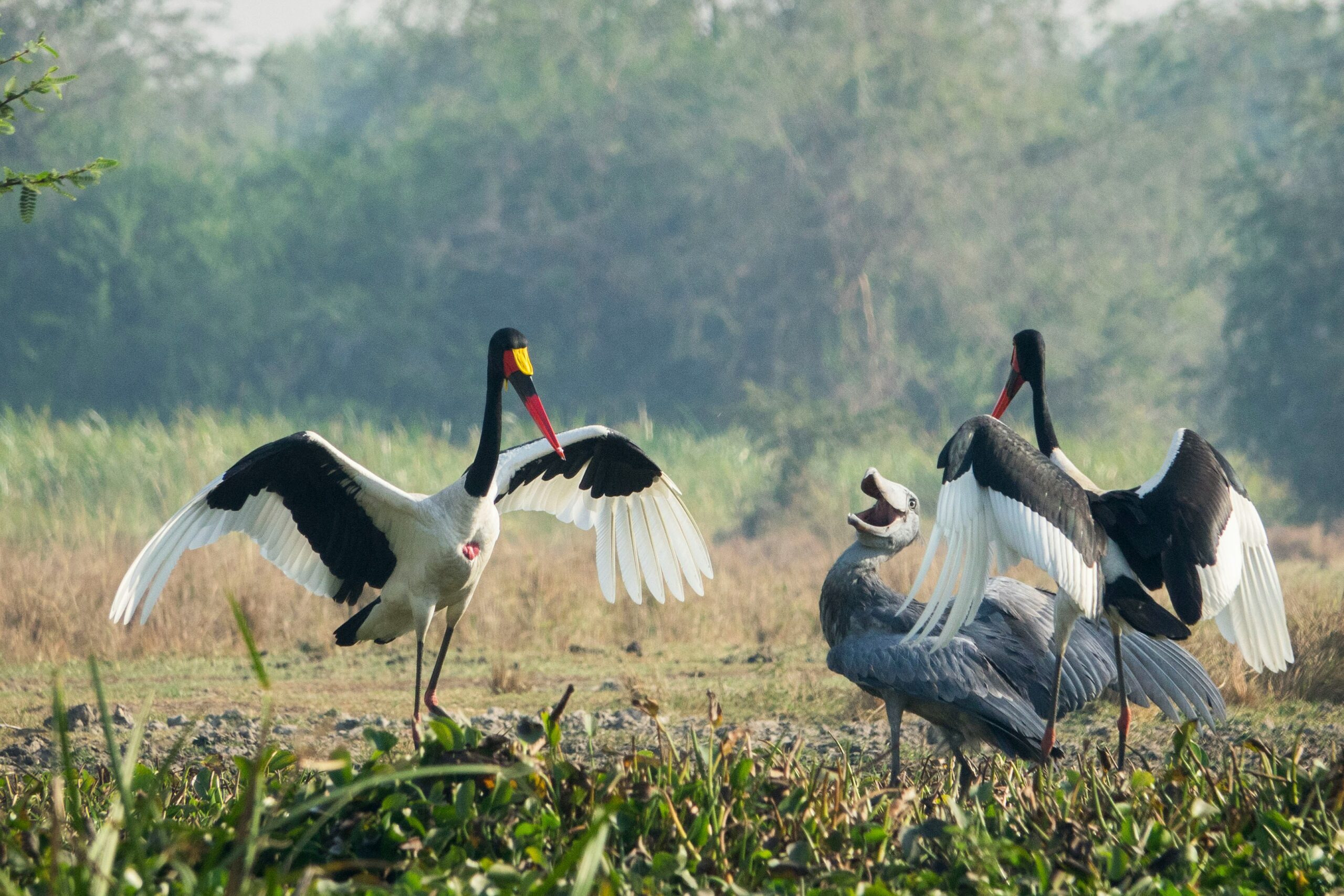 11 Days Uganda Birding Safari