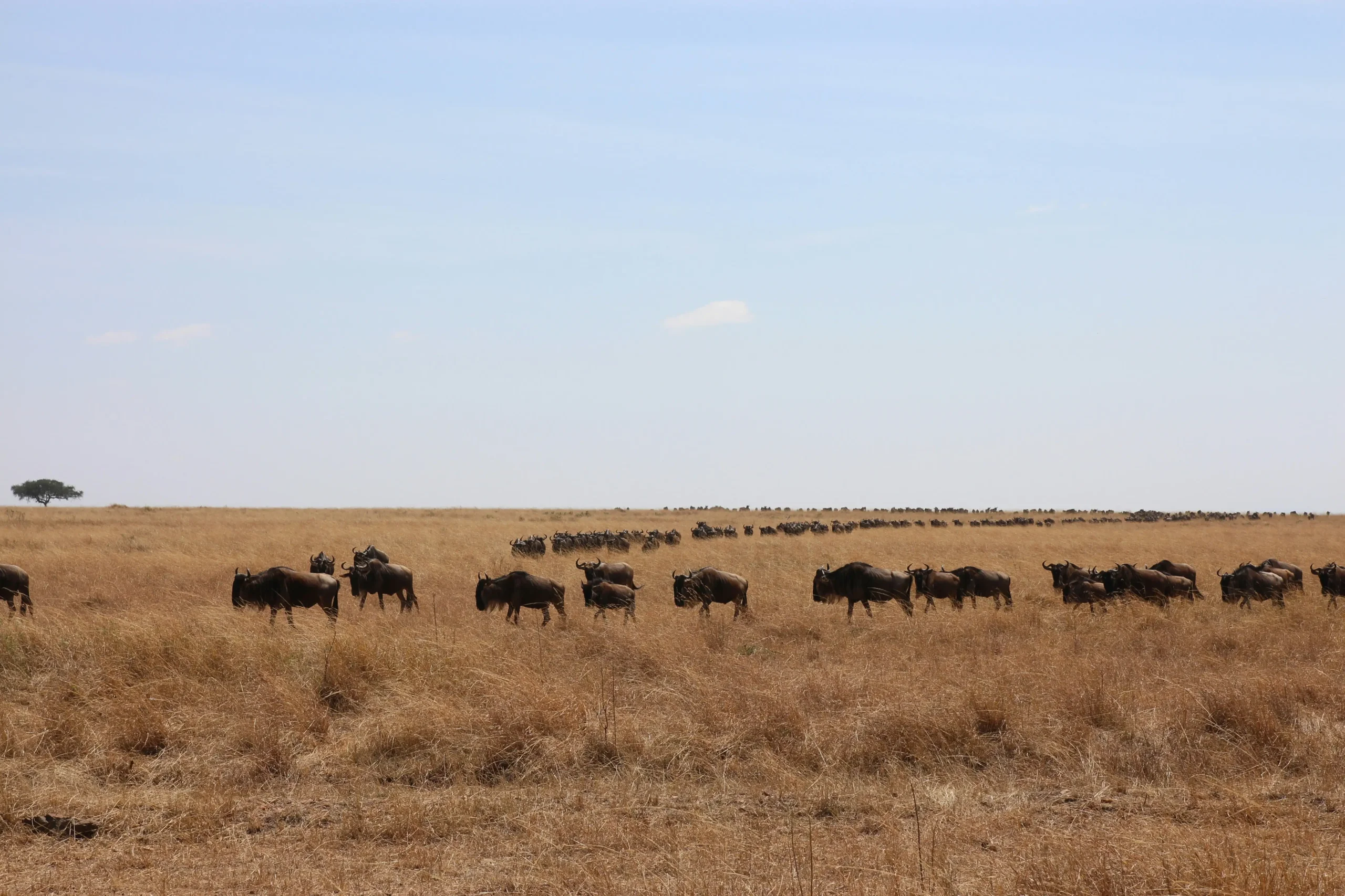 6 Days Amboseli and Maasai Mara Safari