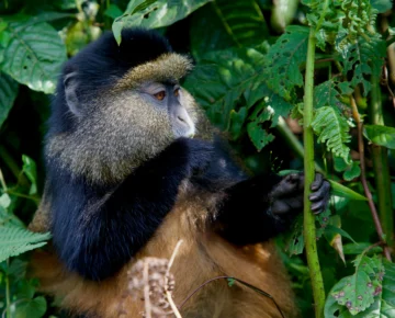 7 Days Best Of Rwanda Safari