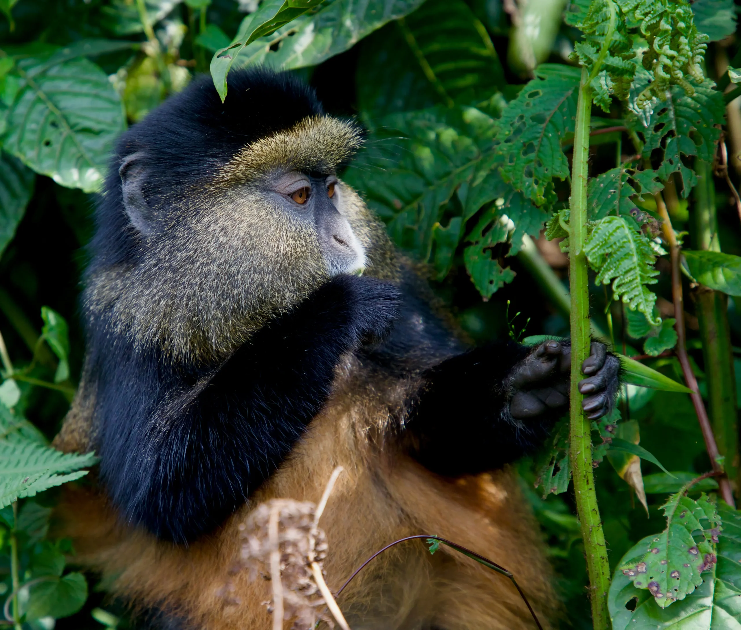 7 Days Best Of Rwanda Safari