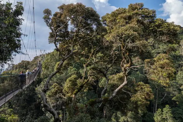 4 Days Nyungwe Primates Tour